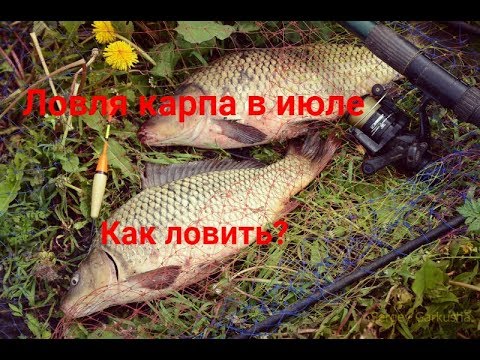 Рыбалка на карпа в июле