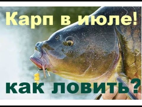 Рыбалка на карпа в июле