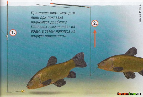 Рыбалка на линя весной