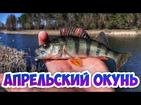 Рыбалка на окуня в апреле