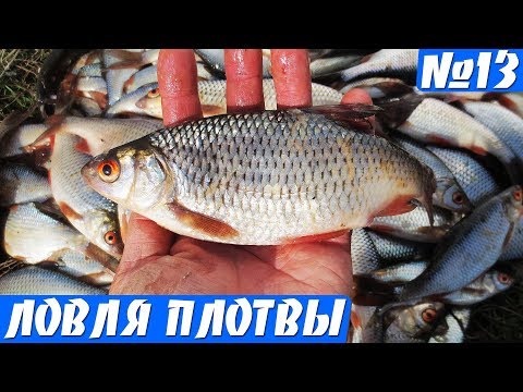 Рыбалка на плотву в апреле