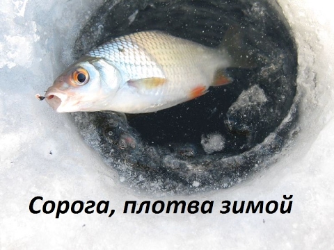 Рыбалка на сорогу зимой