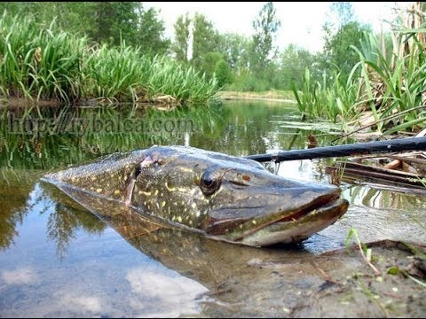 Рыбалка на спиннинг весной