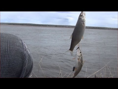 Рыбы, которые водятся в реке енисей