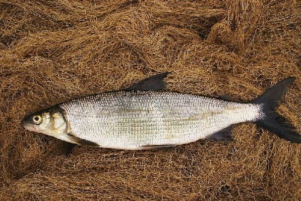 Рыбы, которые водятся в реке енисей