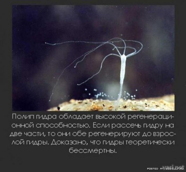 Самые невероятные факты