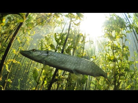 Щука-травянка