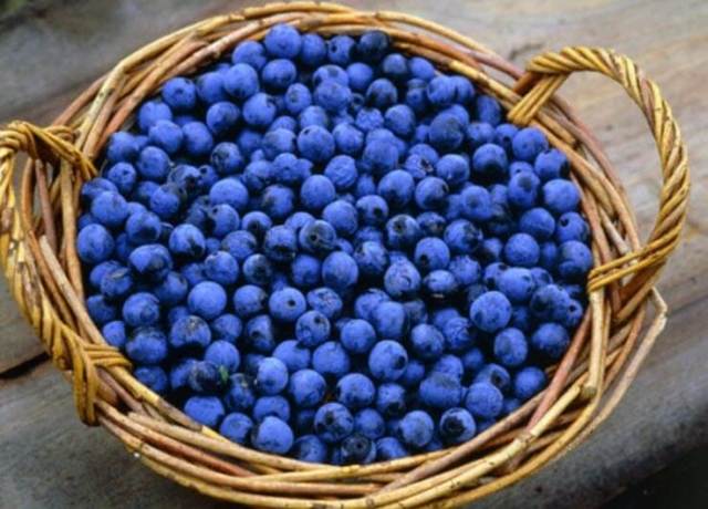 Советы и секреты изготовления домашнего вина из терна от опытных виноделов
