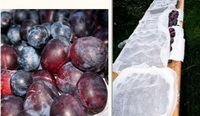 Советы и секреты изготовления домашнего вина из терна от опытных виноделов