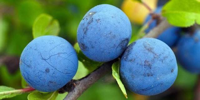 Советы и секреты изготовления домашнего вина из терна от опытных виноделов