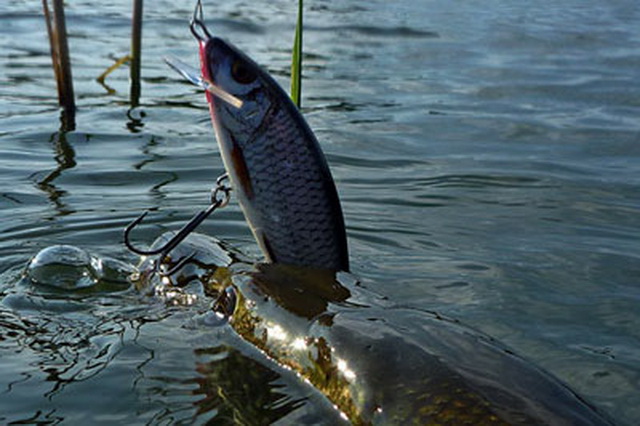 Техника ловли щуки с берега
