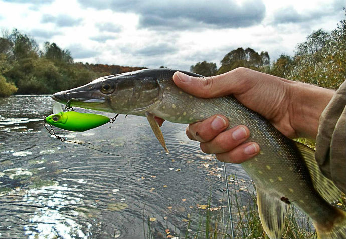 Техника ловли щуки с берега