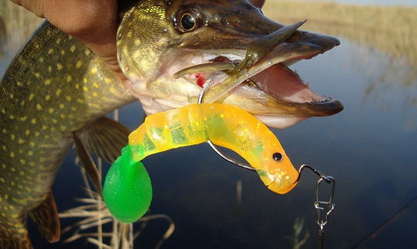 Техника ловли щуки с берега