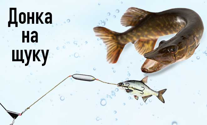 Техника ловли щуки с берега