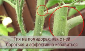 Тля на помидорах — чем обработать и как бороться