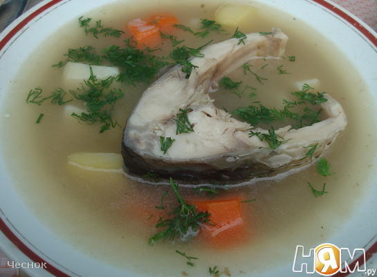 Уха из карпа