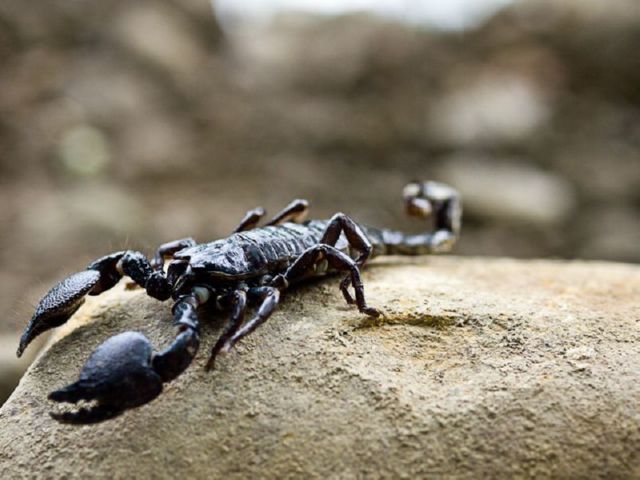 Укус скорпиона: симптомы и первая помощь