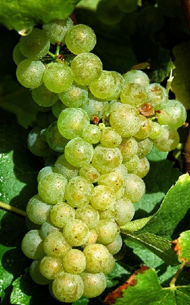 Вина Chablis (Шабли) – описание напитка и особенности букета, отзывы покупателей