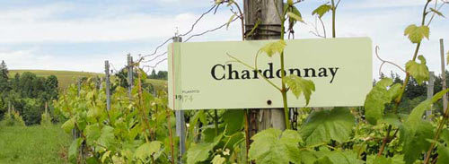 Вина Chardonnay (Шардоне) – виды напитка и культура употребления