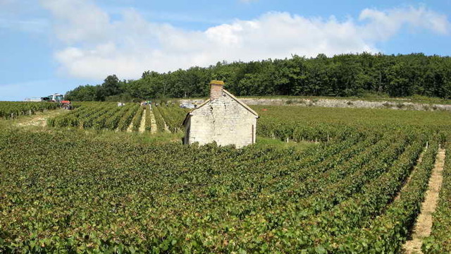 Вина Chardonnay (Шардоне) – виды напитка и культура употребления