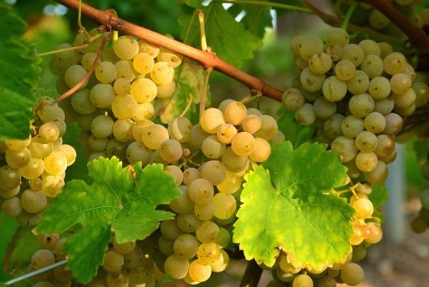 Вина Chardonnay (Шардоне) – виды напитка и культура употребления