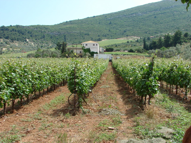 Вина Греции: популярные сорта и бренды, какое попробовать и купить?