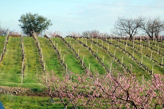Вина Греции: популярные сорта и бренды, какое попробовать и купить?