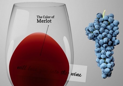 Вина Мерло (Merlot) – понятие и культура употребления