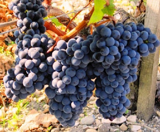 Вина Мерло (Merlot) – понятие и культура употребления