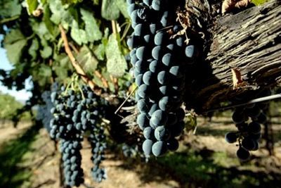 Вина Мерло (Merlot) – понятие и культура употребления