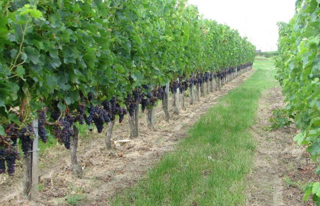 Вина Мерло (Merlot) – понятие и культура употребления
