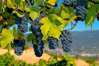 Вина Мерло (Merlot) – понятие и культура употребления