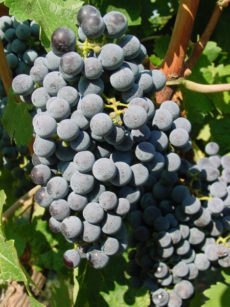 Вина Мерло (Merlot) – понятие и культура употребления
