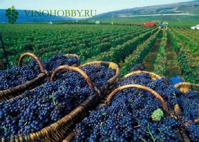 Вино Алазанская долина: особенности грузинского красного и белого полусладкого напитка, правила выбора и употребления