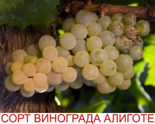 Вино Алиготе (Aligote): особенности, виды, культура пития