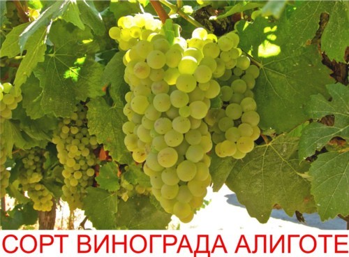 Вино Алиготе (Aligote): особенности, виды, культура пития