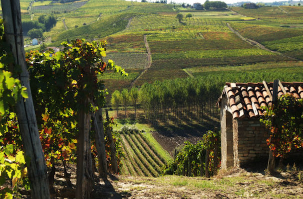 Вино Barbera (Барбера) — эталон итальянской культуры виноделия и традиций