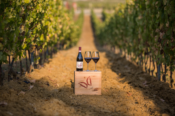 Вино Barbera (Барбера) — эталон итальянской культуры виноделия и традиций