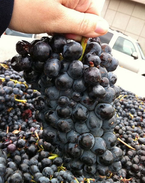 Вино Barbera (Барбера) — эталон итальянской культуры виноделия и традиций