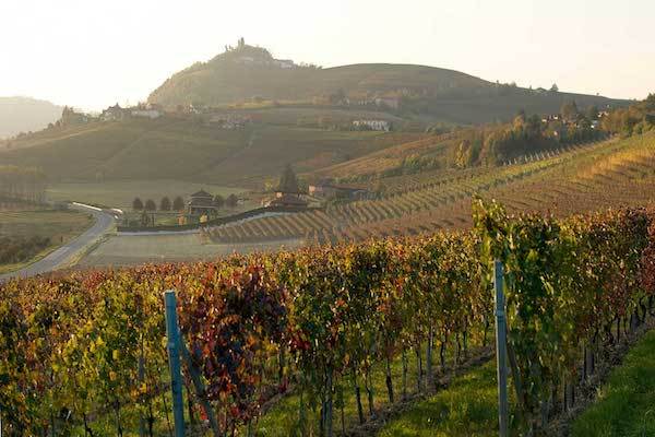 Вино Barbera (Барбера) — эталон итальянской культуры виноделия и традиций