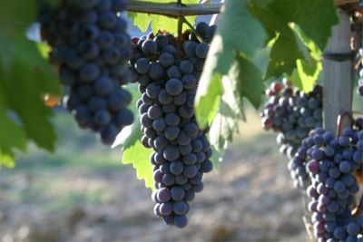 Вино Brunello di Montalcino (Брунелло ди Монтальчино): особенности и культура пития