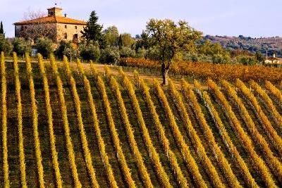 Вино Brunello di Montalcino (Брунелло ди Монтальчино): особенности и культура пития