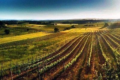 Вино Brunello di Montalcino (Брунелло ди Монтальчино): особенности и культура пития