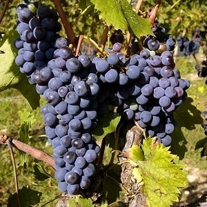 Вино Brunello di Montalcino (Брунелло ди Монтальчино): особенности и культура пития