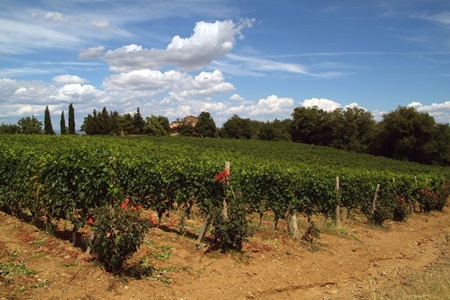 Вино Brunello di Montalcino (Брунелло ди Монтальчино): особенности и культура пития