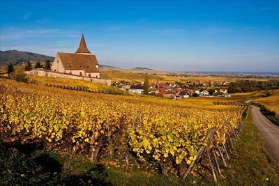 Вино Gewurztraminer (Гевюрцтраминер): описание напитка и с чем правильно подавать?