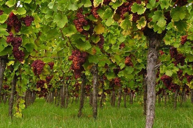 Вино Gewurztraminer (Гевюрцтраминер): описание напитка и с чем правильно подавать?