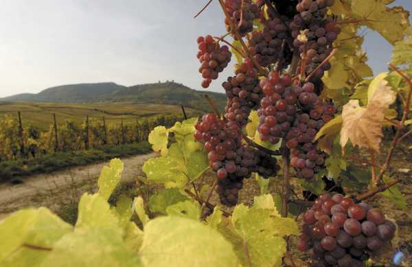 Вино Gewurztraminer (Гевюрцтраминер): описание напитка и с чем правильно подавать?