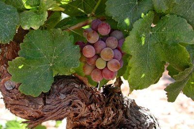 Вино Gewurztraminer (Гевюрцтраминер): описание напитка и с чем правильно подавать?