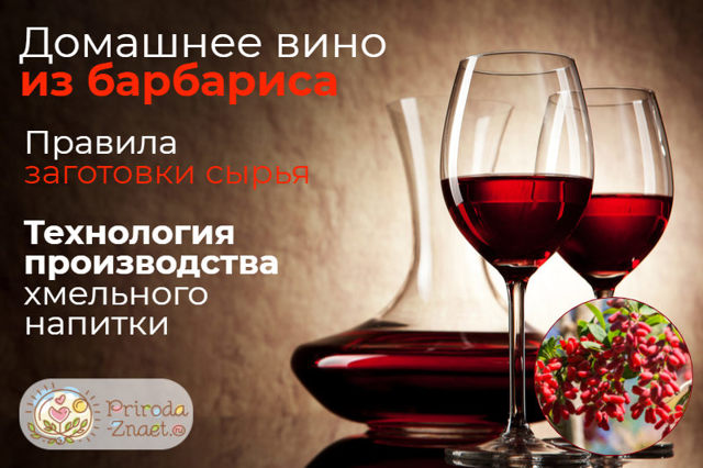 Вино из барбариса в домашних условиях – пошаговая технология изготовления и лечебные свойства готового напитка